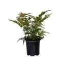 Dryopteris erythrosora Autumn Fern