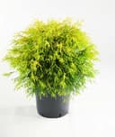 Conifer Chamecyparis pisifera Gold Mop