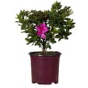 Azalea Rhondodendron Indica Formosa Lavender : Azalea Rhondodendron Indica Formosa Lavender#3