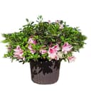 Azalea Rhondodendron Indica George Tabor Pink